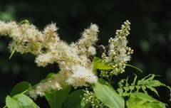 ぶんぶん蜂が飛ぶ