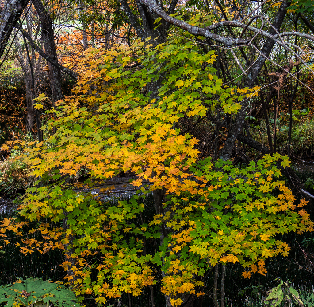 エゾイタヤ楓１