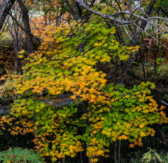 エゾイタヤ楓１