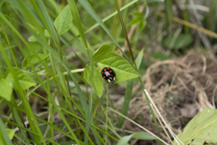 カメノコテントウ２