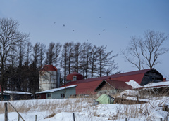 Verdant Hill Holsteins B