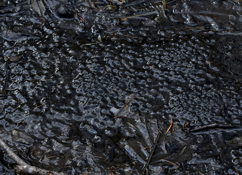 雨が欲しい水たまり
