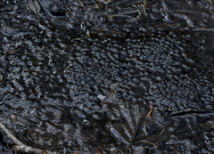 雨が欲しい水たまり