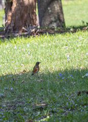 アカハラEM1D0056