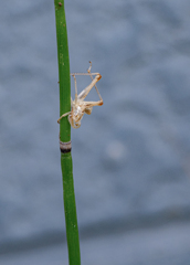 バッタの抜け殻