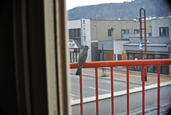 窓越しから　こっそり A