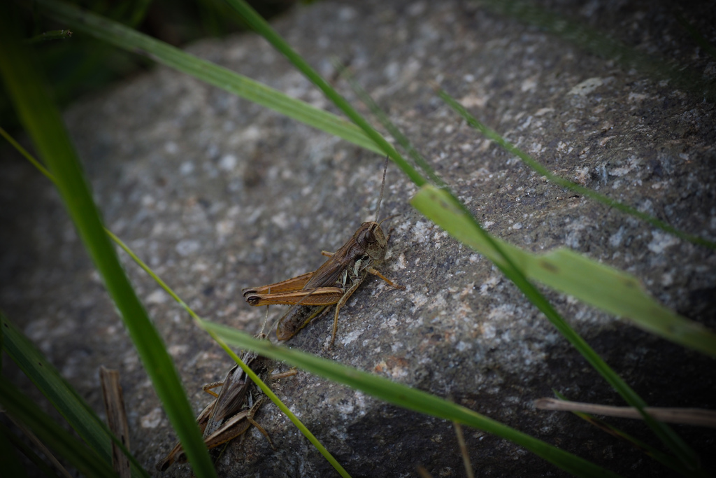 俺たちこの石さ