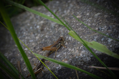 俺たちこの石さ