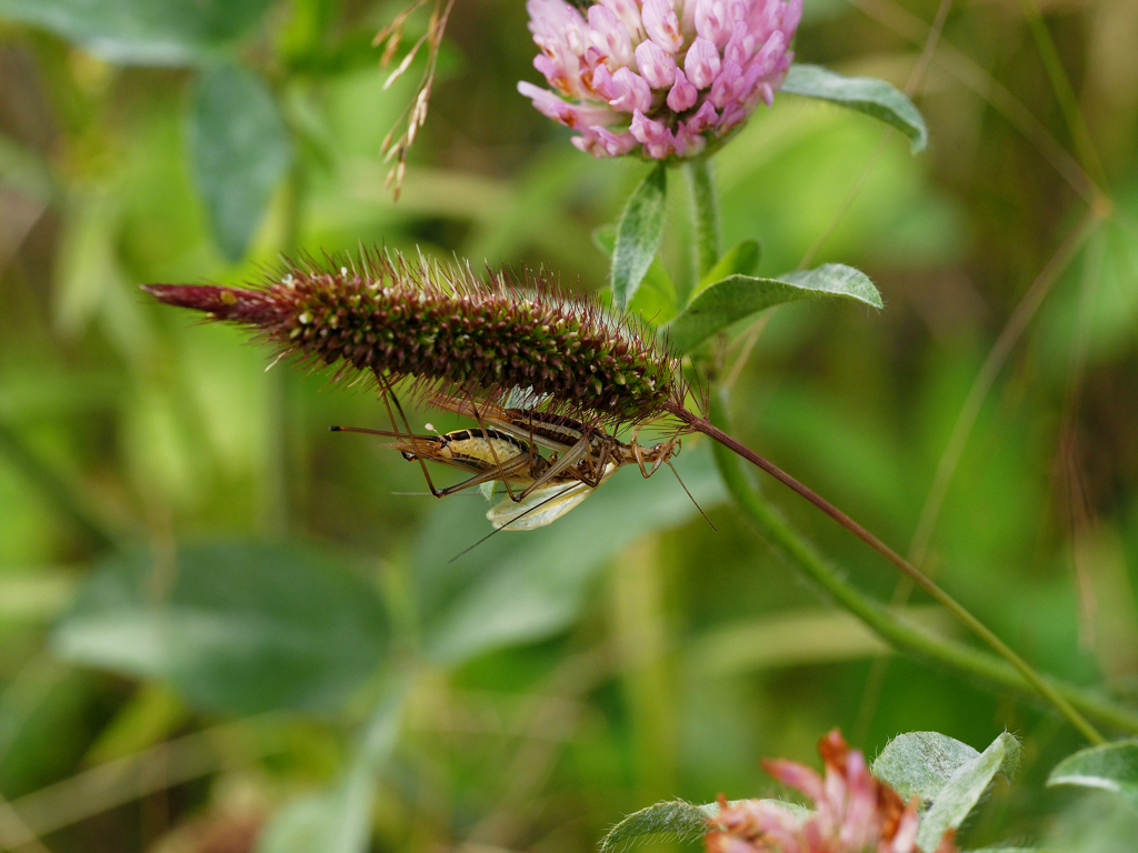 カンタン山地型