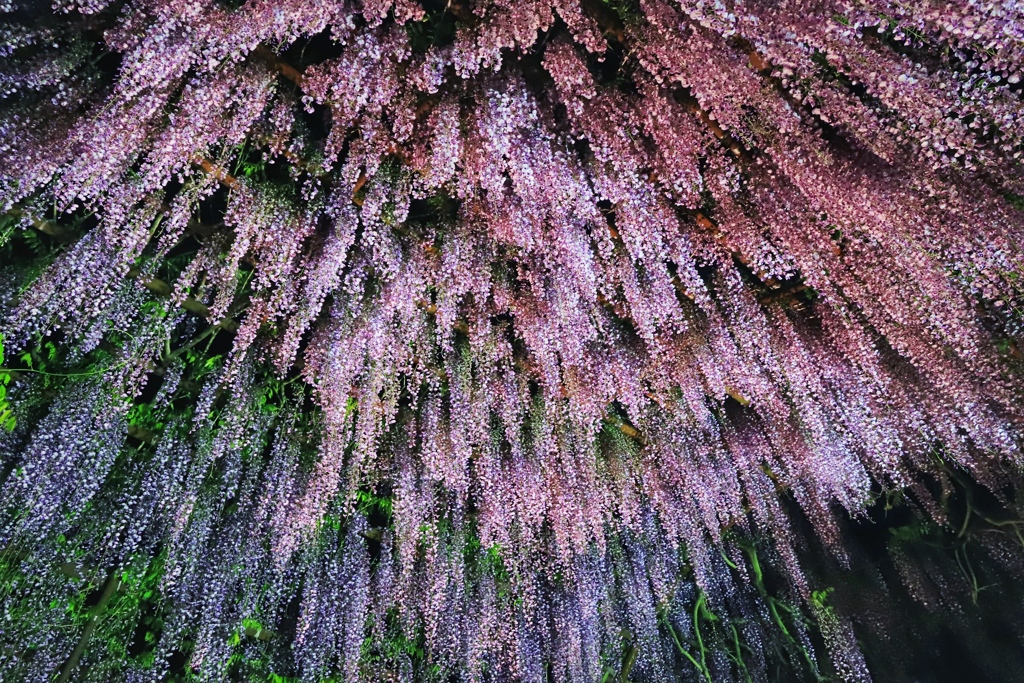 藤のシャワー