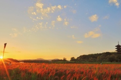 夕日に染まる赤米の穂