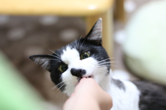 おやつ、うま〜