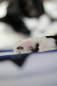 ねこのあんよ