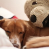 犬のぬいぐるみとおねんね