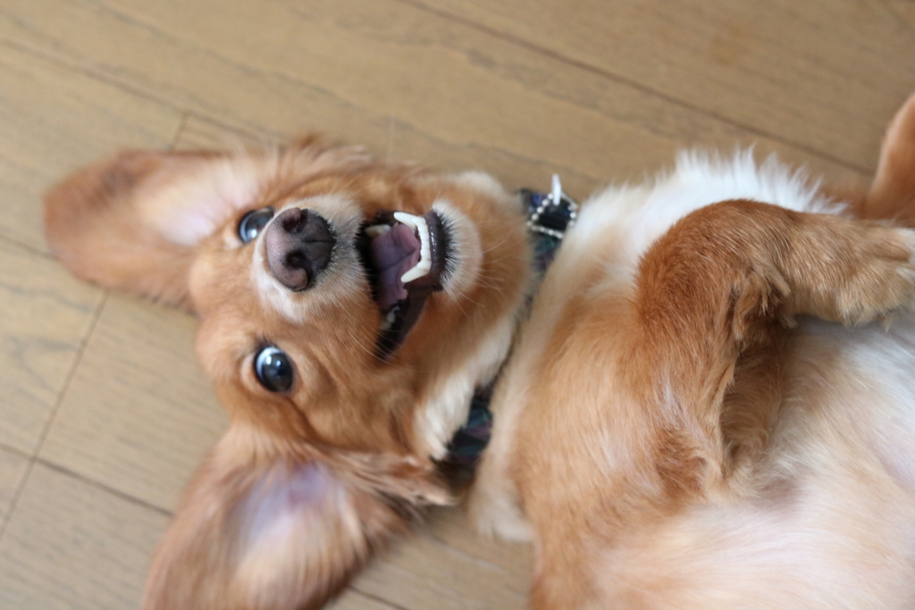 特別におなか触ってもいいよ