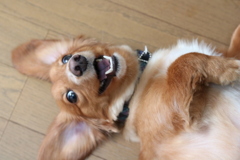 特別におなか触ってもいいよ