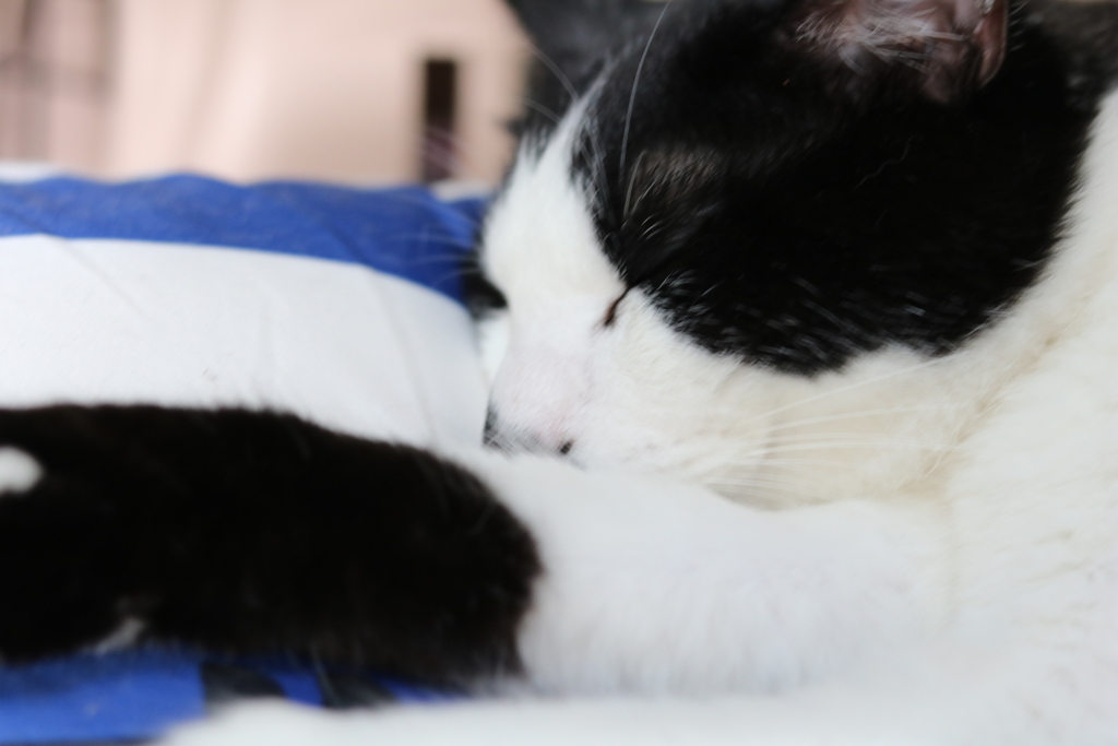 どんな夢見てるのかな？