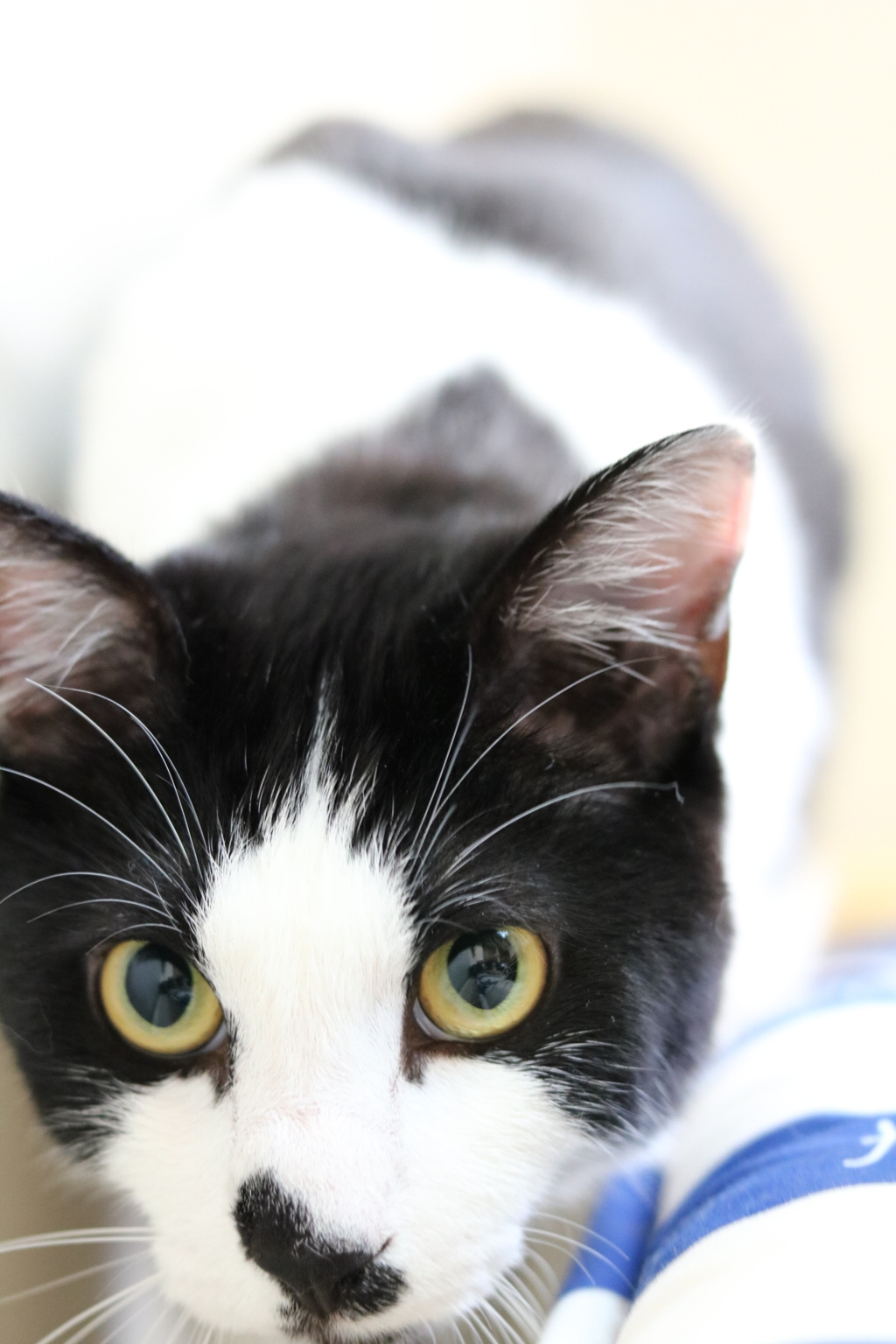 獲物みーつけた