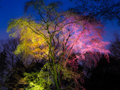 六義園桜ナイト