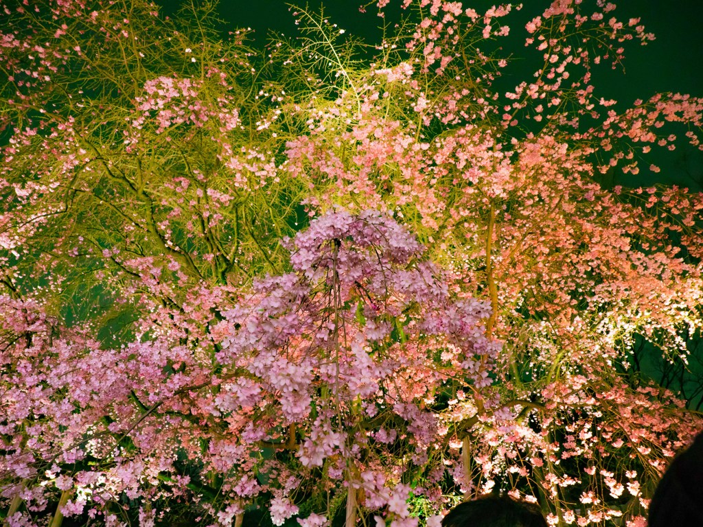 夜桜