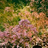 夜桜