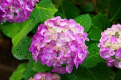 名古屋紫陽花