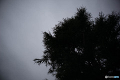 0184-1004082