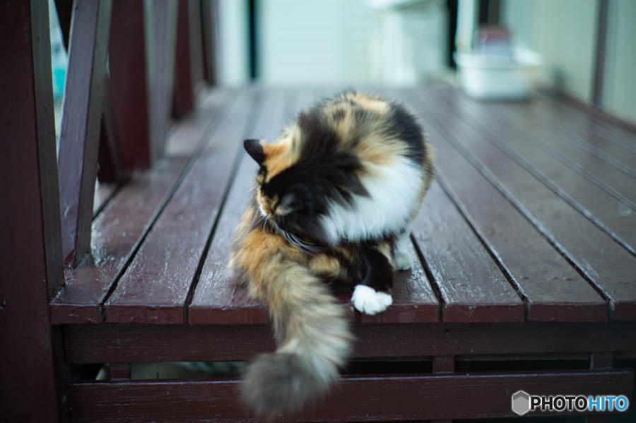 猫の尻尾も借りてきて！