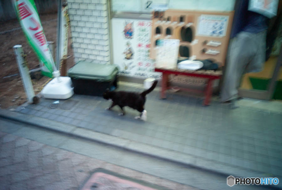 猫の日