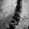 三毛猫