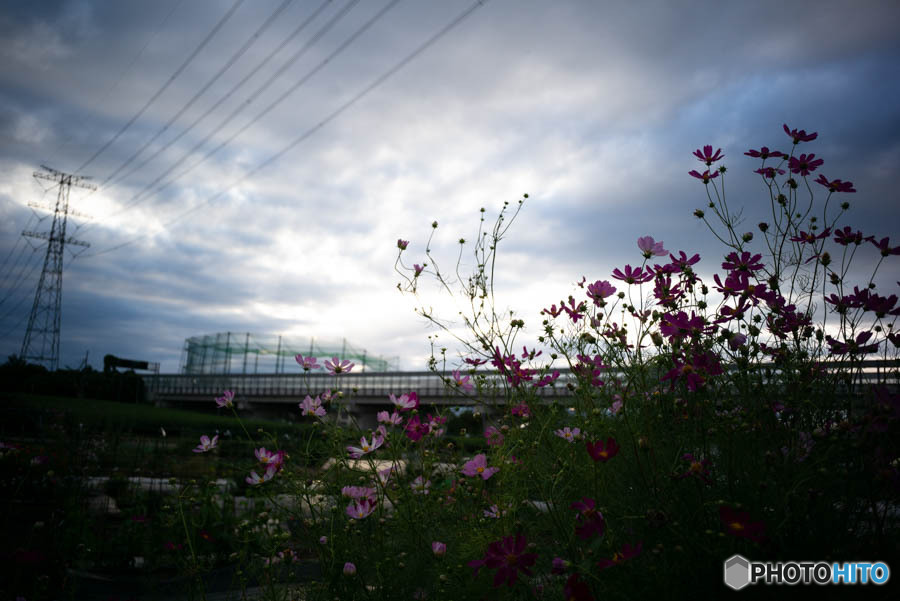 秋桜