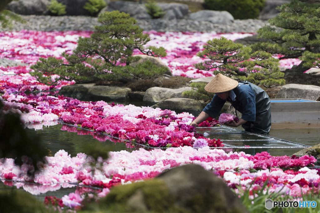 華を浮かべる