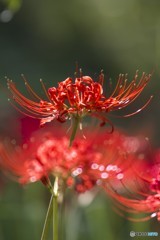 彼岸花Ⅰ
