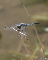 ちょっとひと休み