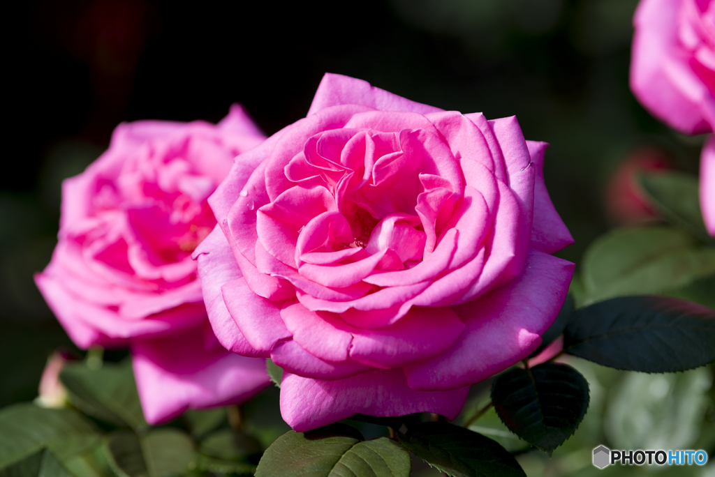 薔薇Ⅰ