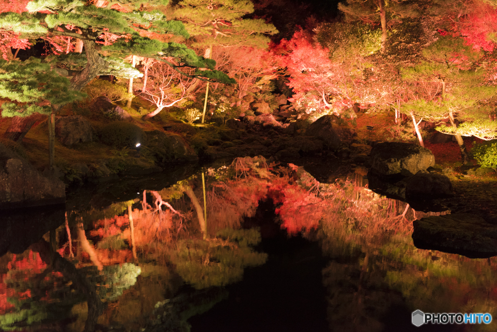 夜紅葉Ⅱ