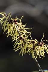 春の花火？