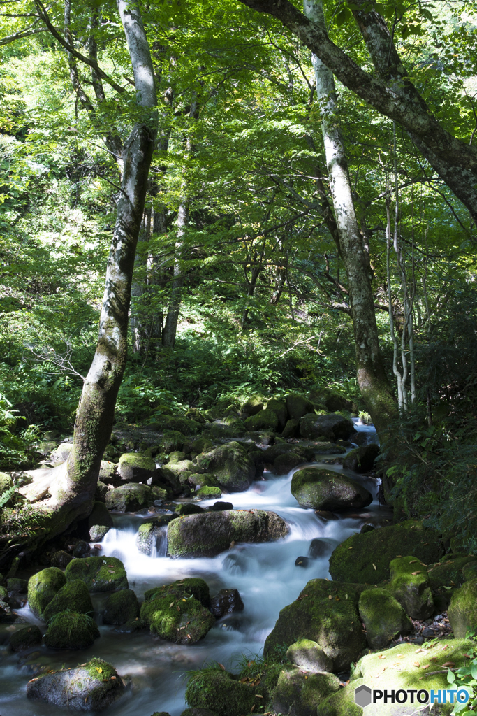 木洩れ日の渓流Ⅱ