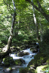 木洩れ日の渓流Ⅱ