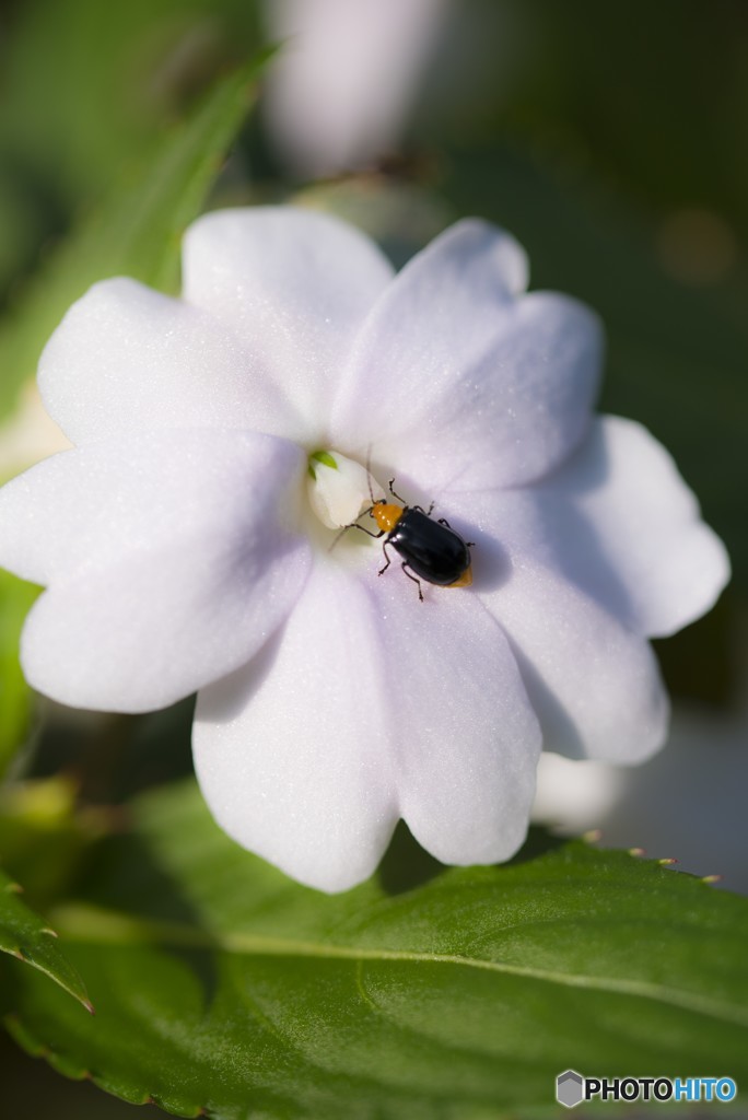 サンパチェンス