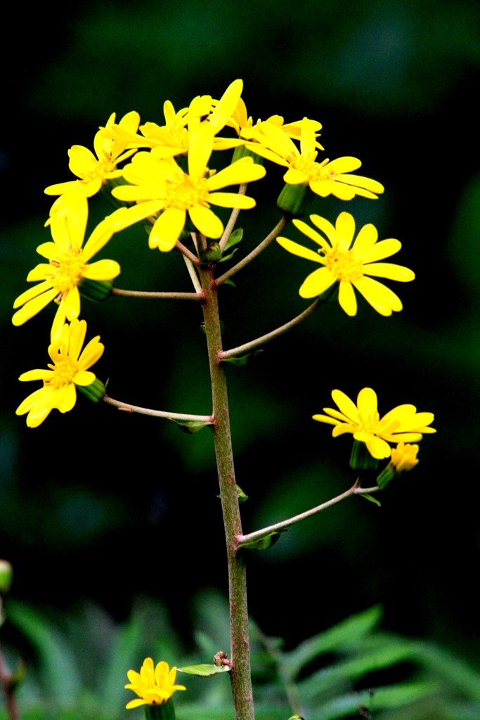 ツワブキの花です。