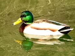 マガモが気持ち良さそうに～