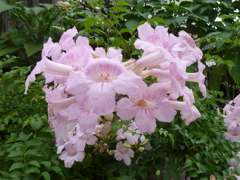 花の命は短くて・・・
