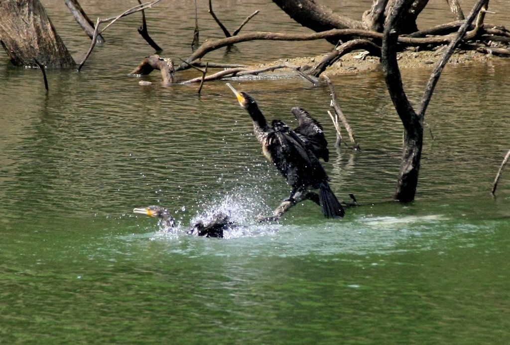 カワウの行水？