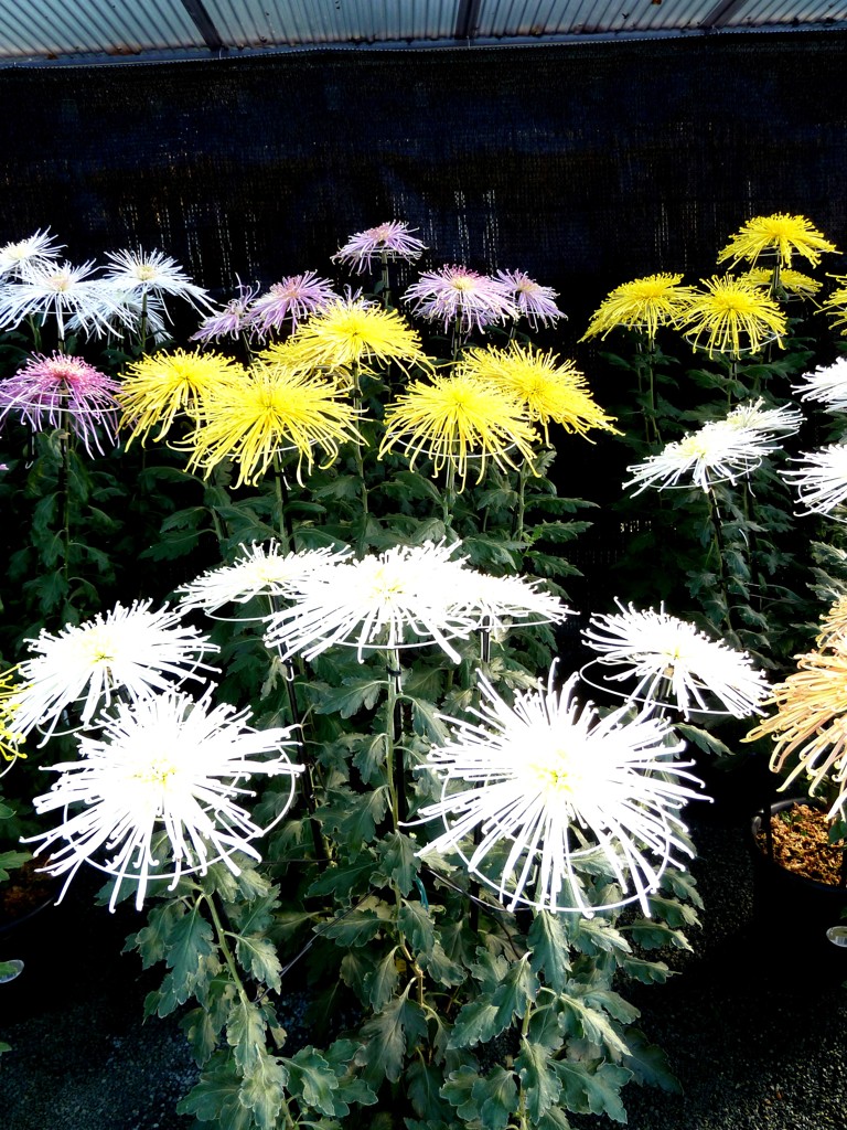 宗像大社開催の菊花展にて