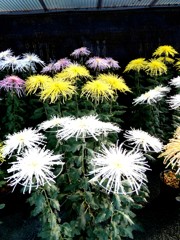 宗像大社開催の菊花展にて