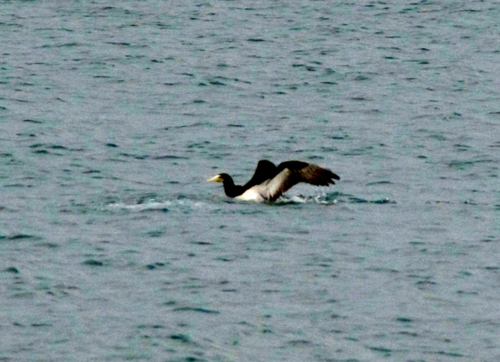 玄海灘にカツオドリがやって来た。