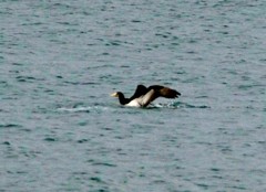 玄海灘にカツオドリがやって来た。