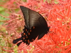 彼岸花の密を