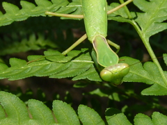 久し振りのカマ君